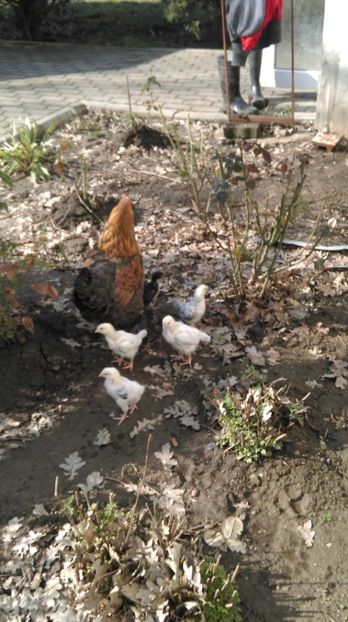  - Closca cu puii de aur 2018