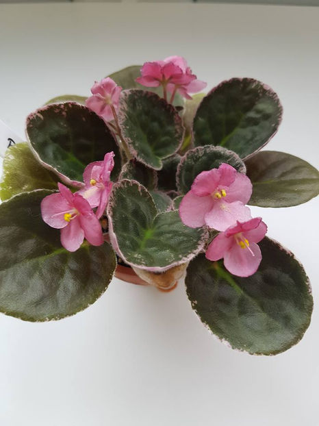 Playfull Kisses - Violete Africane iunie 2017