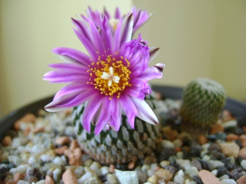 Turbinicarpus pseudopectinatus - Cactusi 2018