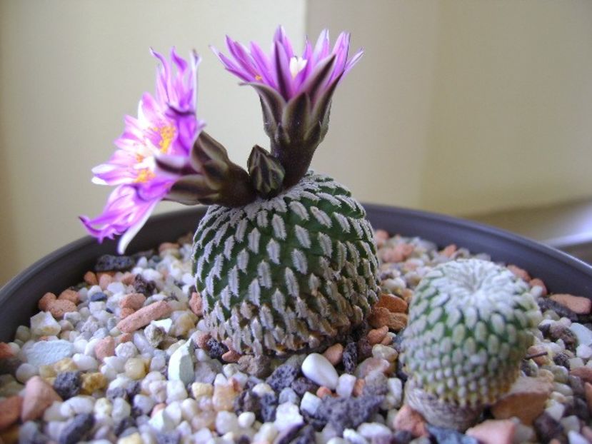 Turbinicarpus pseudopectinatus - Cactusi 2018
