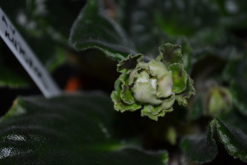 AV-Kuporos. - Violete Africane Licitatie