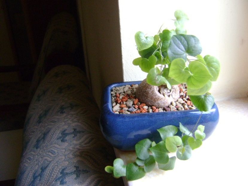 Dioscorea elephantipes - Caudiciforme si bulbi 2018