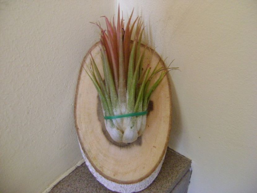 Tillandsia ionantha rubra - Suculente 2018