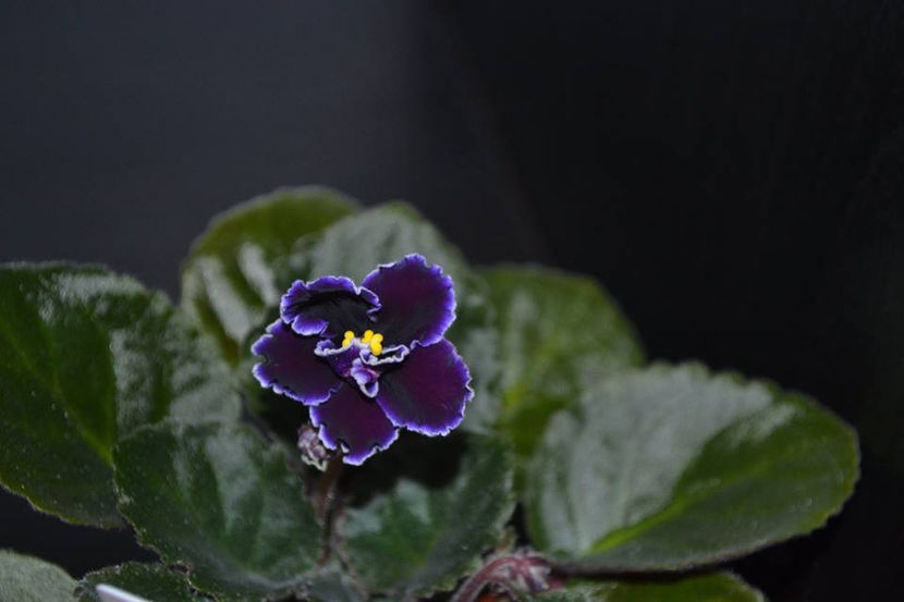 Edge of darkness - Violete Africane iunie 2017