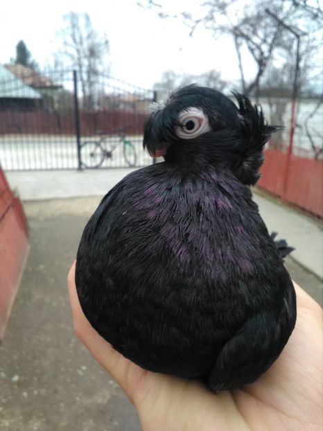 Negru băiat! 2017 - Dublu moțați de calarasi