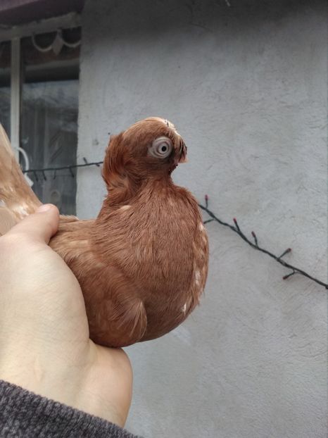 Galbenă 2017 - Dublu moțați de calarasi