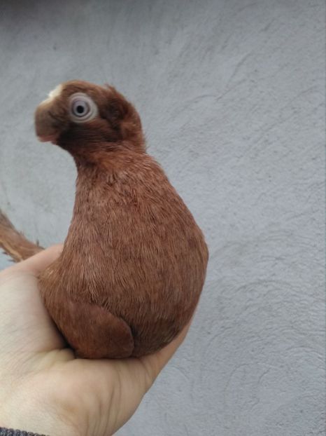 Galben 2017 - Dublu moțați de calarasi