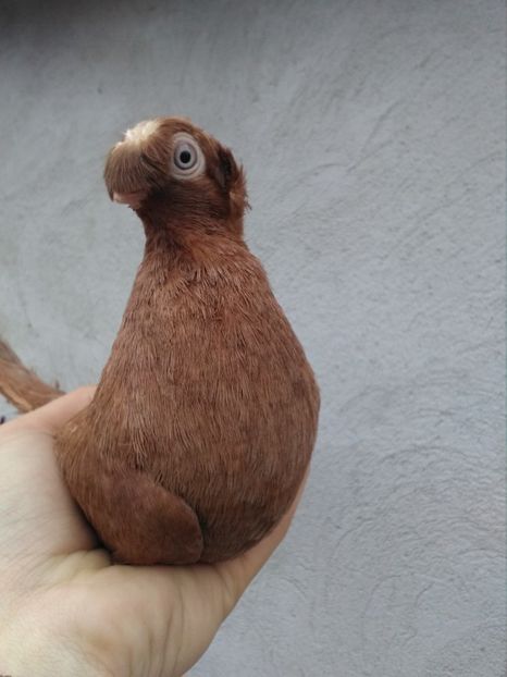 Galben 2017 - Dublu moțați de calarasi