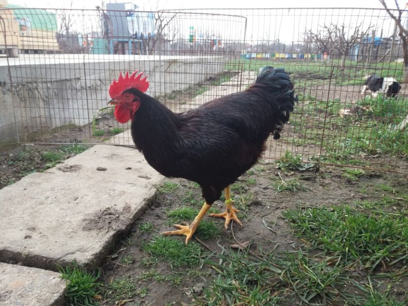  - 6 GAINI RHODE ISLAND