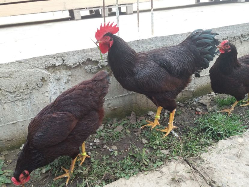  - 6 GAINI RHODE ISLAND