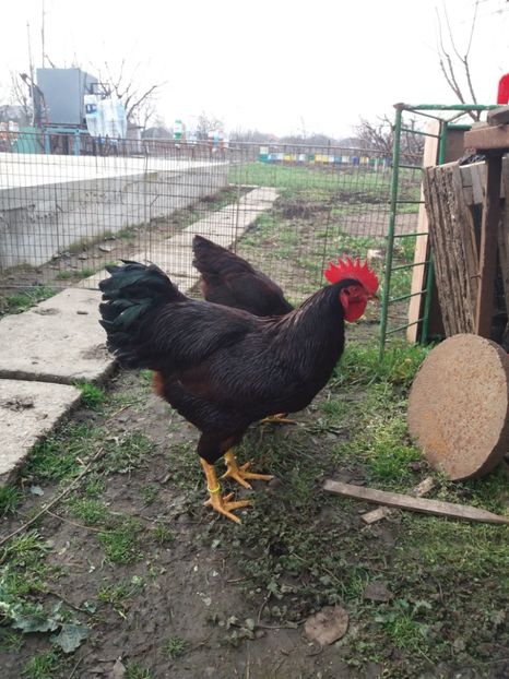  - 6 GAINI RHODE ISLAND