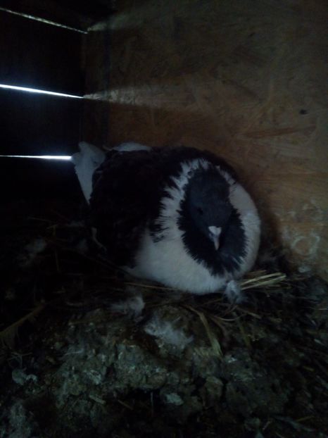  - Porumbei la schimb cu iepuri