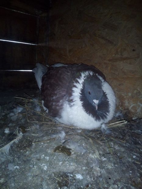  - Porumbei la schimb cu iepuri