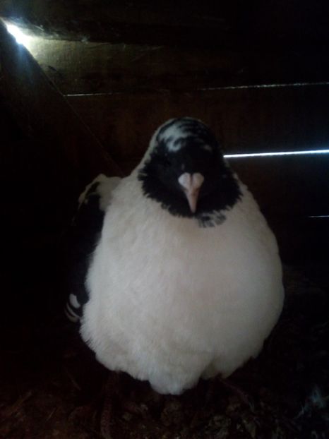  - Porumbei la schimb cu iepuri