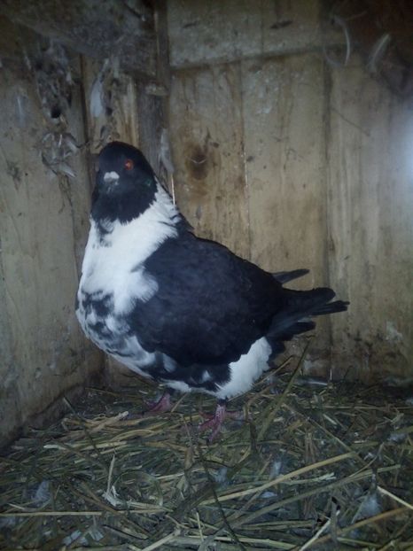  - Porumbei la schimb cu iepuri