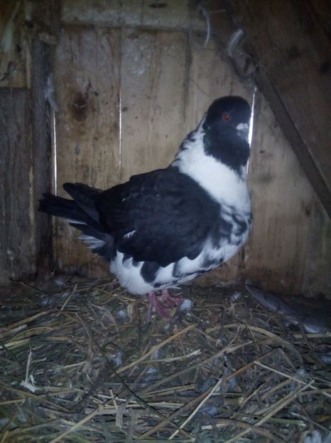  - Porumbei la schimb cu iepuri