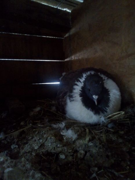  - Porumbei la schimb cu iepuri