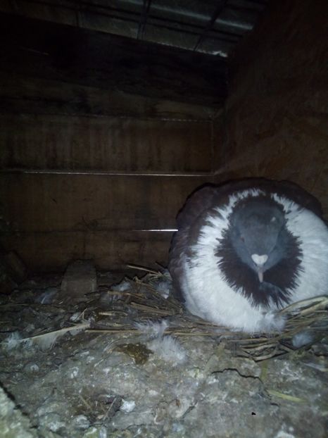  - Porumbei la schimb cu iepuri