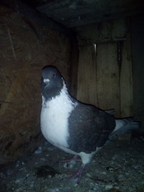  - Porumbei la schimb cu iepuri