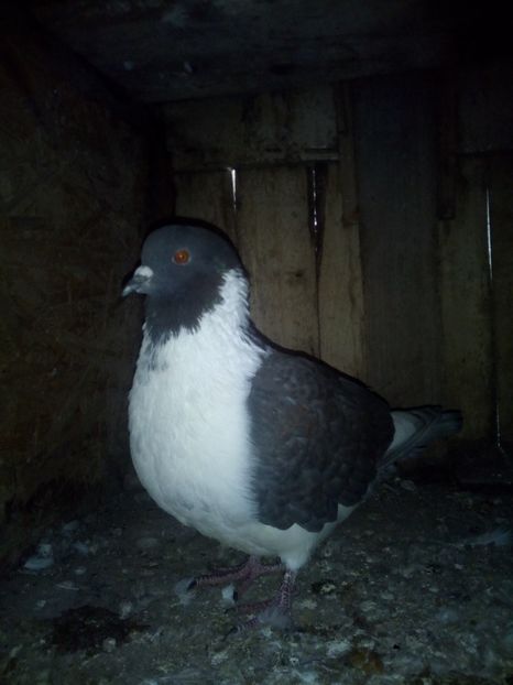  - Porumbei la schimb cu iepuri