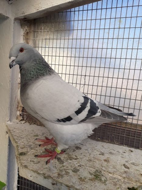  - Porumbei Standard Buzau 2018