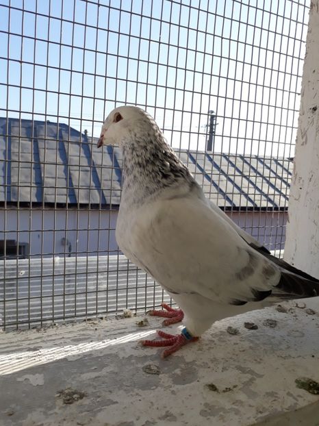  - Porumbei Standard Buzau 2018