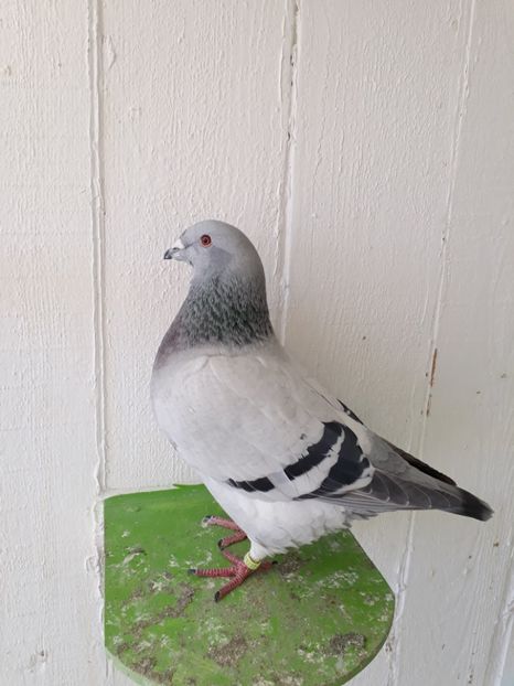  - Porumbei Standard Buzau 2018