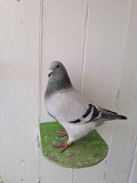  - Porumbei Standard Buzau 2018