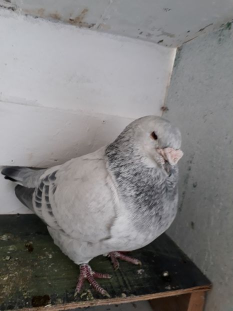  - Porumbei Standard Buzau 2018