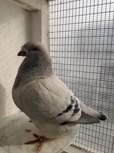  - Porumbei Standard Buzau 2018