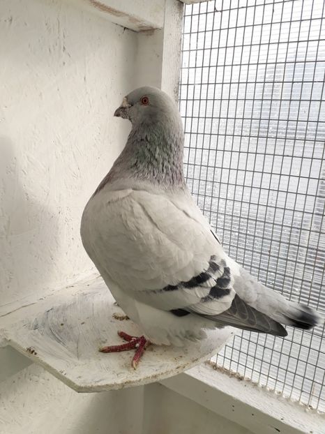  - Porumbei Standard Buzau 2018