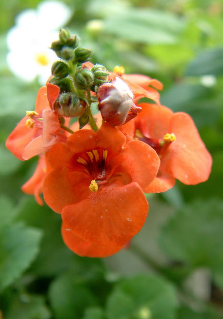  - Diascia barberae - Regina Orange