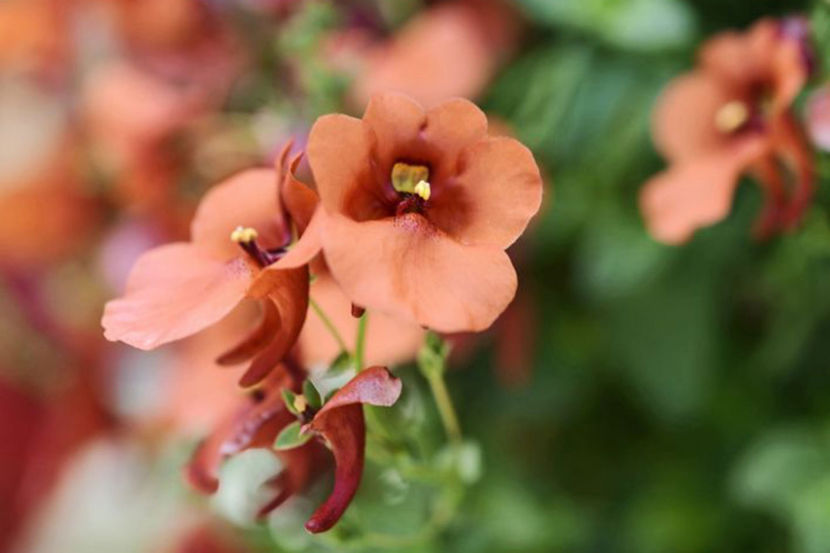  - Diascia barberae - Regina Orange