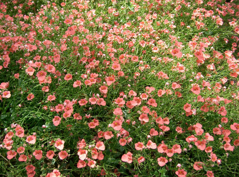  - Diascia barberae - Regina Orange