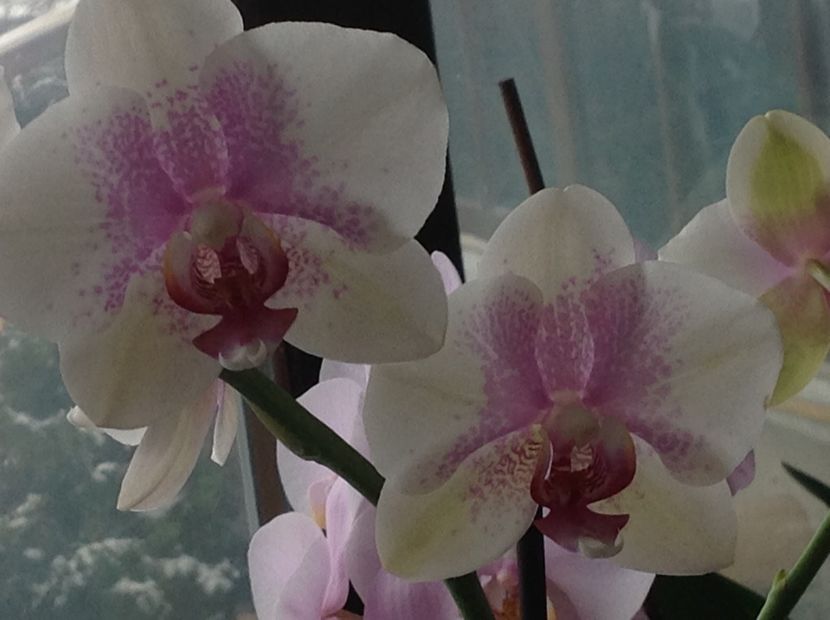  - Phalenopsis ian 2018