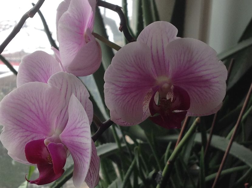  - Phalenopsis ian 2018