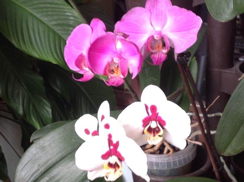  - Phalenopsis ian 2018