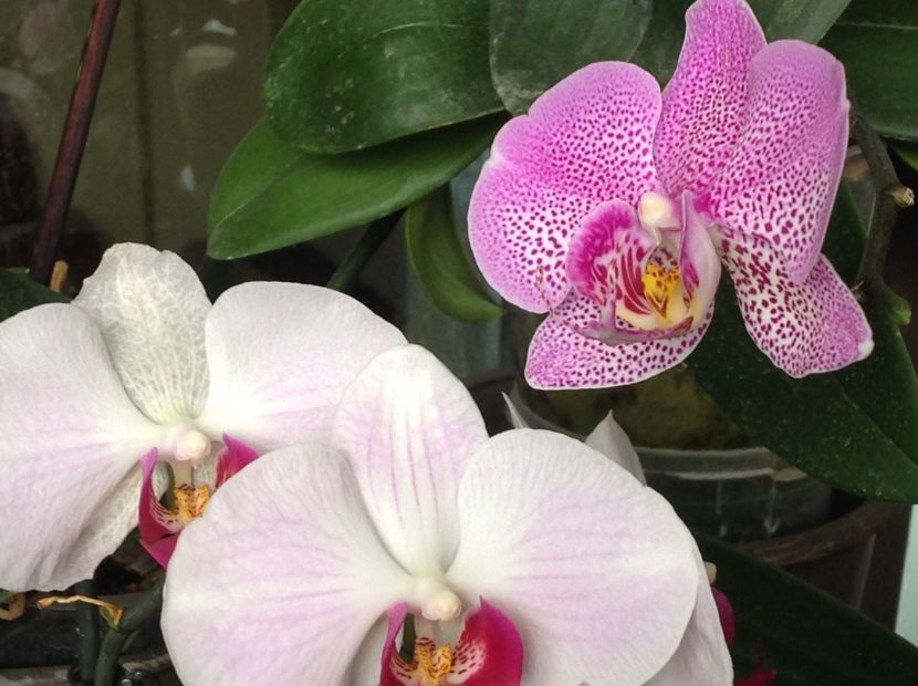  - Phalenopsis ian 2018