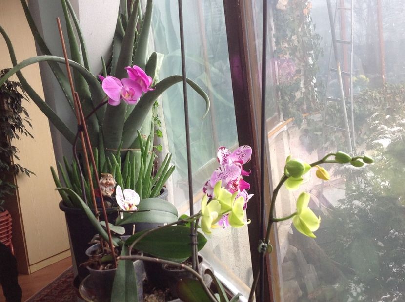  - Phalenopsis ian 2018