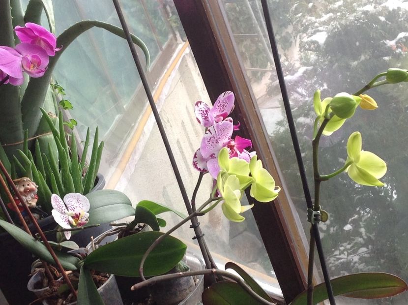  - Phalenopsis ian 2018