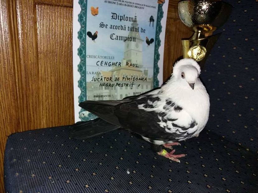 Campion Tineret Brasov 2018 - Expozitia Nationala a Clubului -JUCATOR DE TIMISOARA