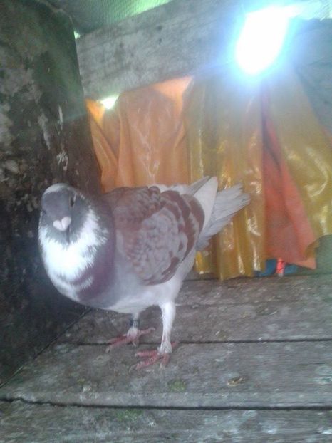 luat de uliu - Porumbei donati vanduti pierduti sau luati de uliu