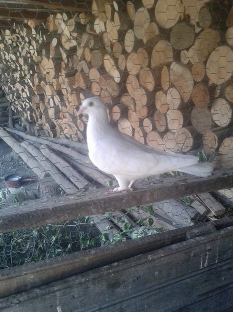 mama celor doi , rapusa de boala - Porumbei donati vanduti pierduti sau luati de uliu