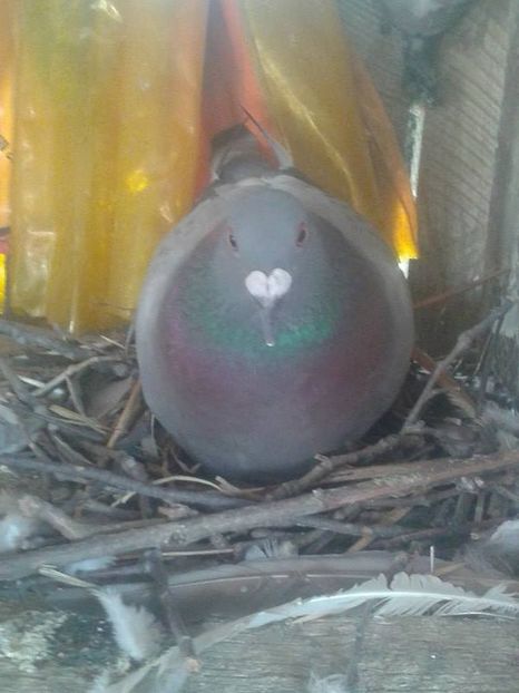 luata de uliu - Porumbei donati vanduti pierduti sau luati de uliu