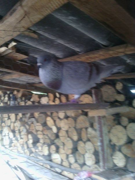  - Porumbei donati vanduti pierduti sau luati de uliu