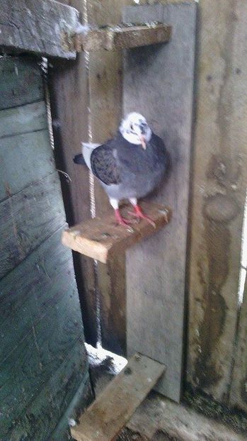  - Porumbei donati vanduti pierduti sau luati de uliu