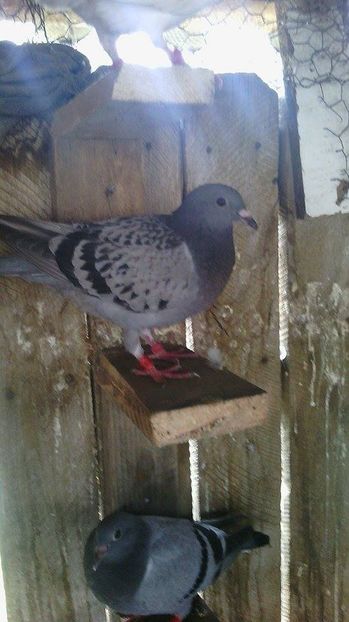  - Porumbei donati vanduti pierduti sau luati de uliu