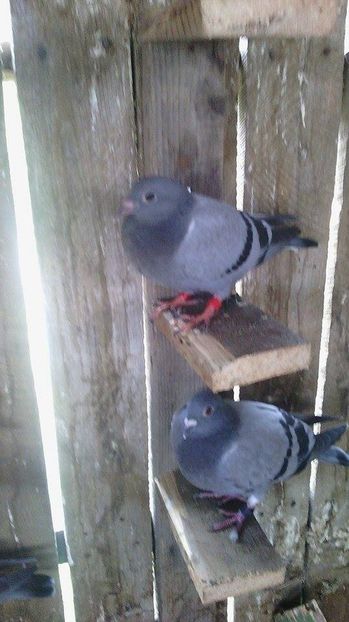  - Porumbei donati vanduti pierduti sau luati de uliu