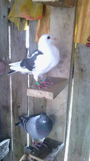  - Porumbei donati vanduti pierduti sau luati de uliu