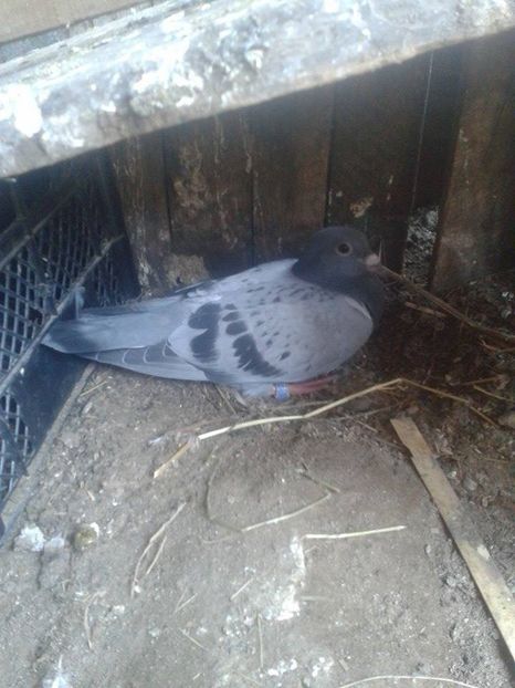  - Porumbei donati vanduti pierduti sau luati de uliu